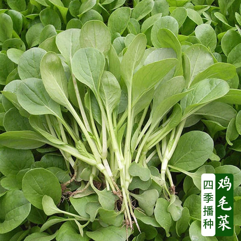 【店长推荐】速生鸡毛菜种子四季盆栽农家菜种籽