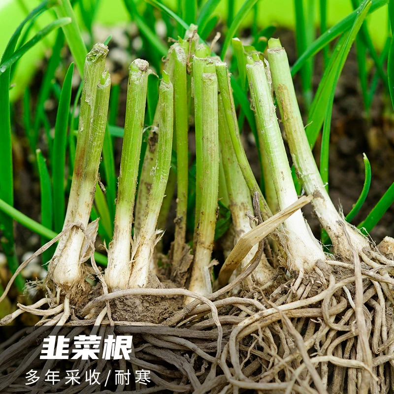寿光韭菜根 现挖韭菜根阳台盆栽