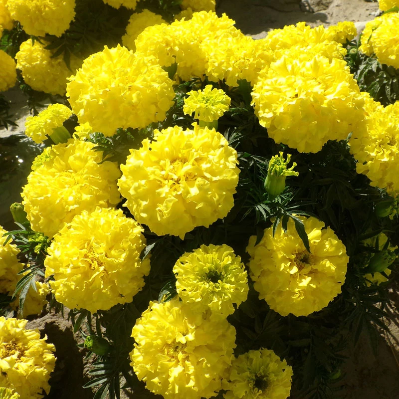 万寿菊种子矮杆黄色四季易种黄菊花园林工程绿化阳台盆栽花卉种籽