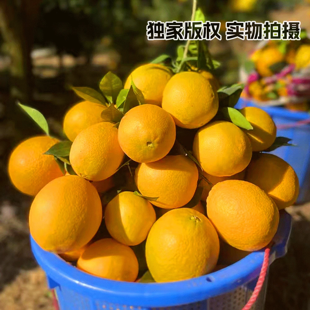 榕江高山脐橙10斤装纯甜无酸包邮产地直发现摘农家果园