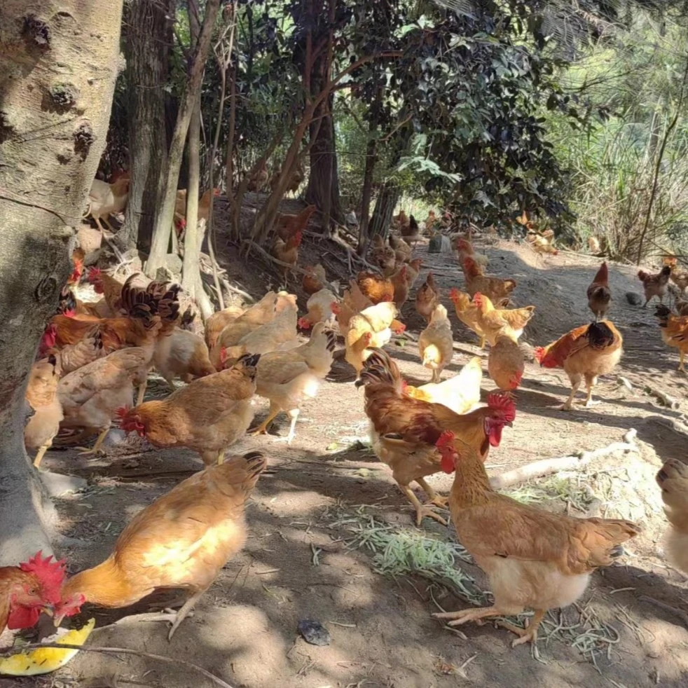 海拔800多米高山放养河田母鸡玉米稻谷鸡 散养新鲜营养肉质皮薄