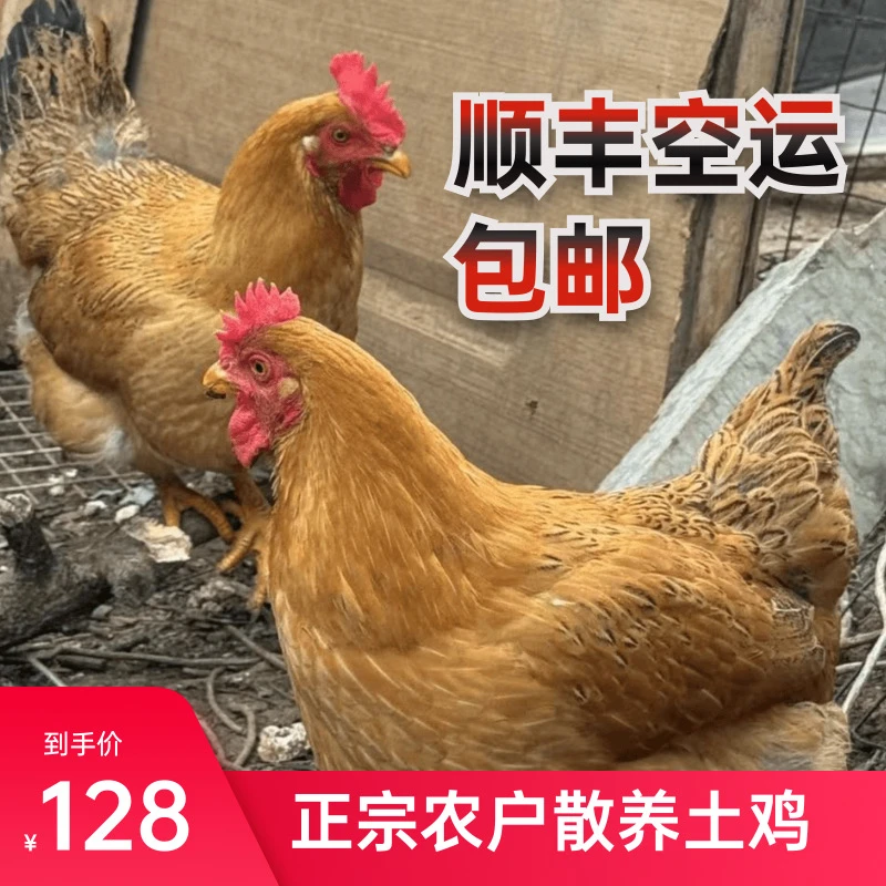 湖北荆州松滋鸡（农家散养土鸡）现场称重为准【顺丰空运】包邮
