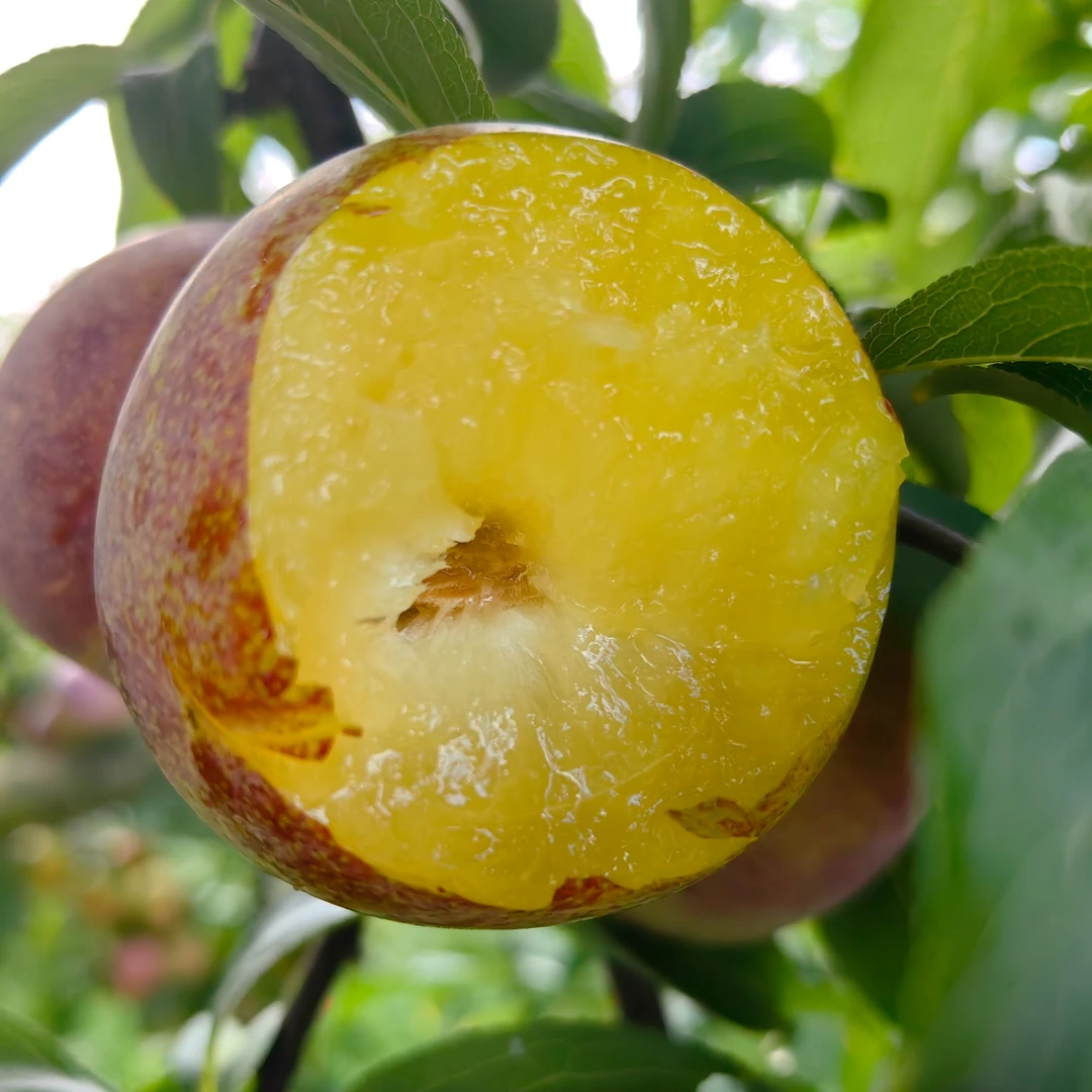 【田甜梦李】青红脆李八宝丹李果园现摘现发当季新鲜采摘尝鲜