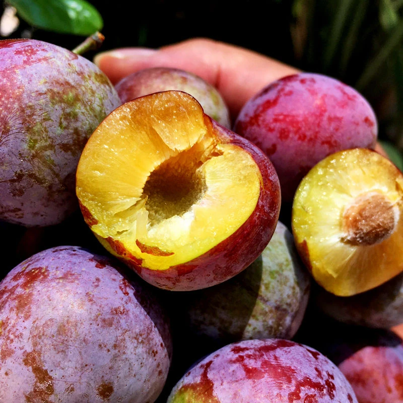 【田甜梦李】红宝石李子新鲜采摘当季李子水果果园基地包邮脆甜多汁