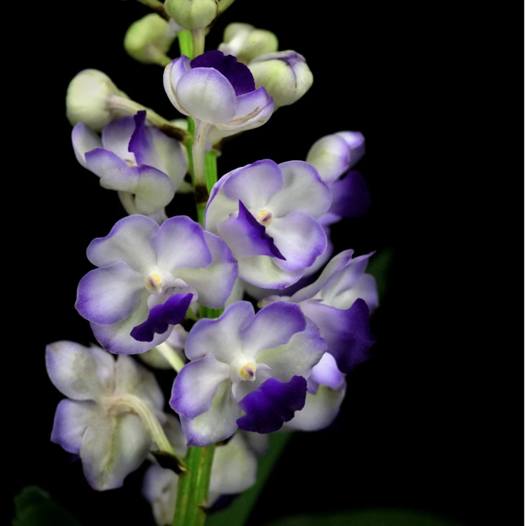 缤纷雅韵堂Rhy. coelestics x V. Sasicha 蓝立梗狐尾万代兰花香