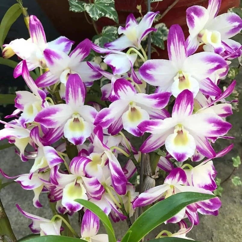 Den. Sea Sky 'Silk'红小町清香日本红泼墨春石斛兰花阳台花园