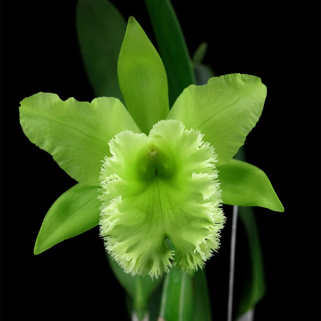Rlc.Fringle Benefits 'Green Angel'绿天使大花卡特兰花
