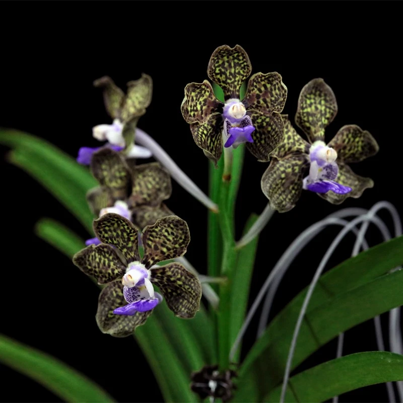 缤纷雅韵堂V. tessllata蓝唇棋盘格万代兰阳台花园包邮洋兰花浓香