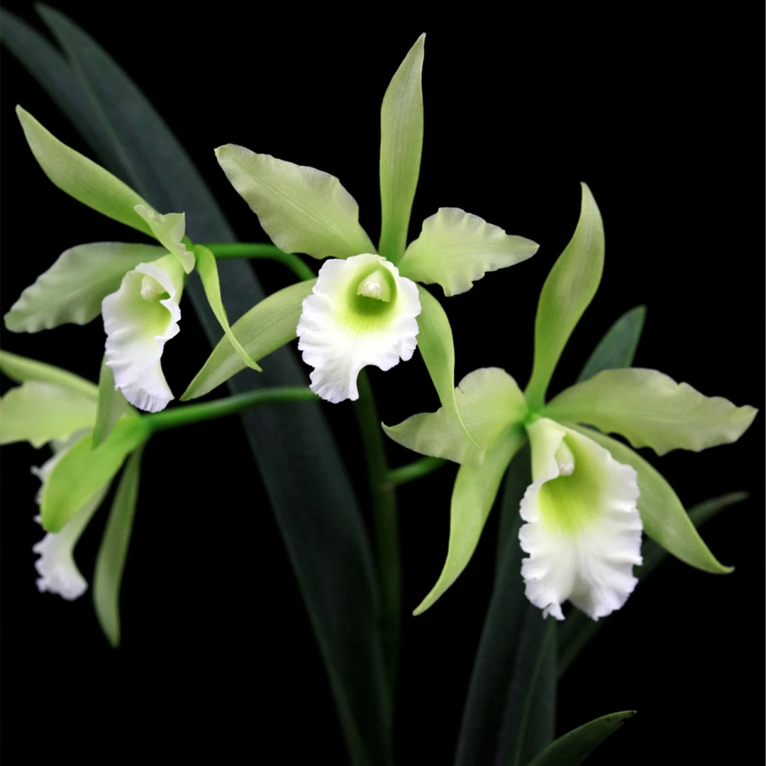 缤纷雅韵堂Rby. Everything Nice 'Showtime' 美好时光卡特兰兰花