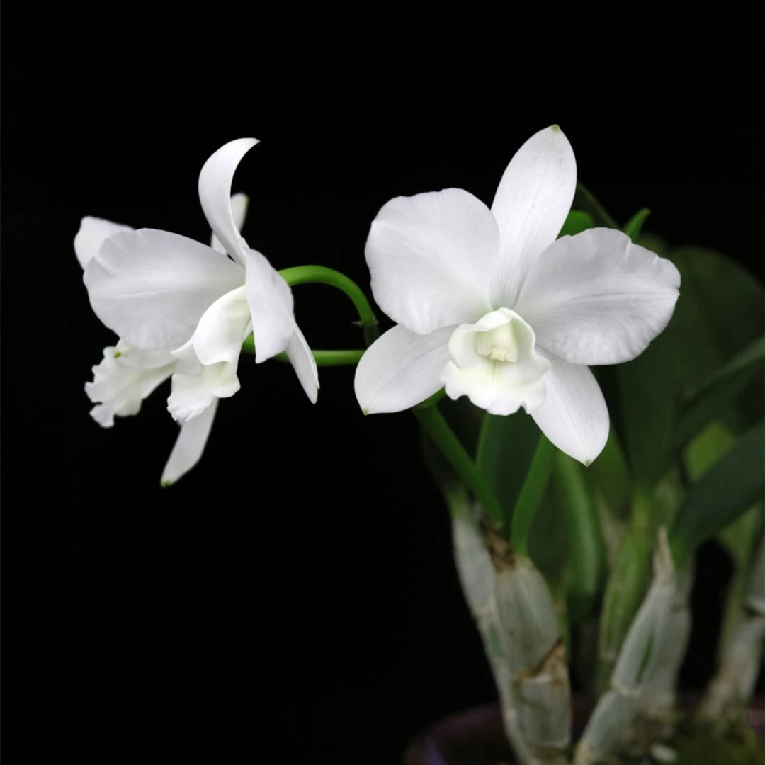 缤纷雅韵堂C. White Bridal ‘Yuki’ 优姬卡特兰花洋兰