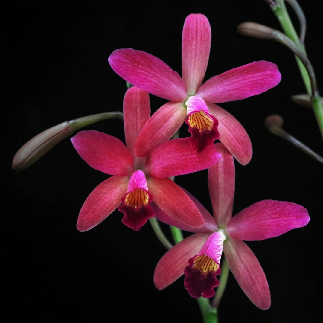 Ctt. Amaroo 'Cranberry' 小红莓多花易花阳台庭院卡特兰花