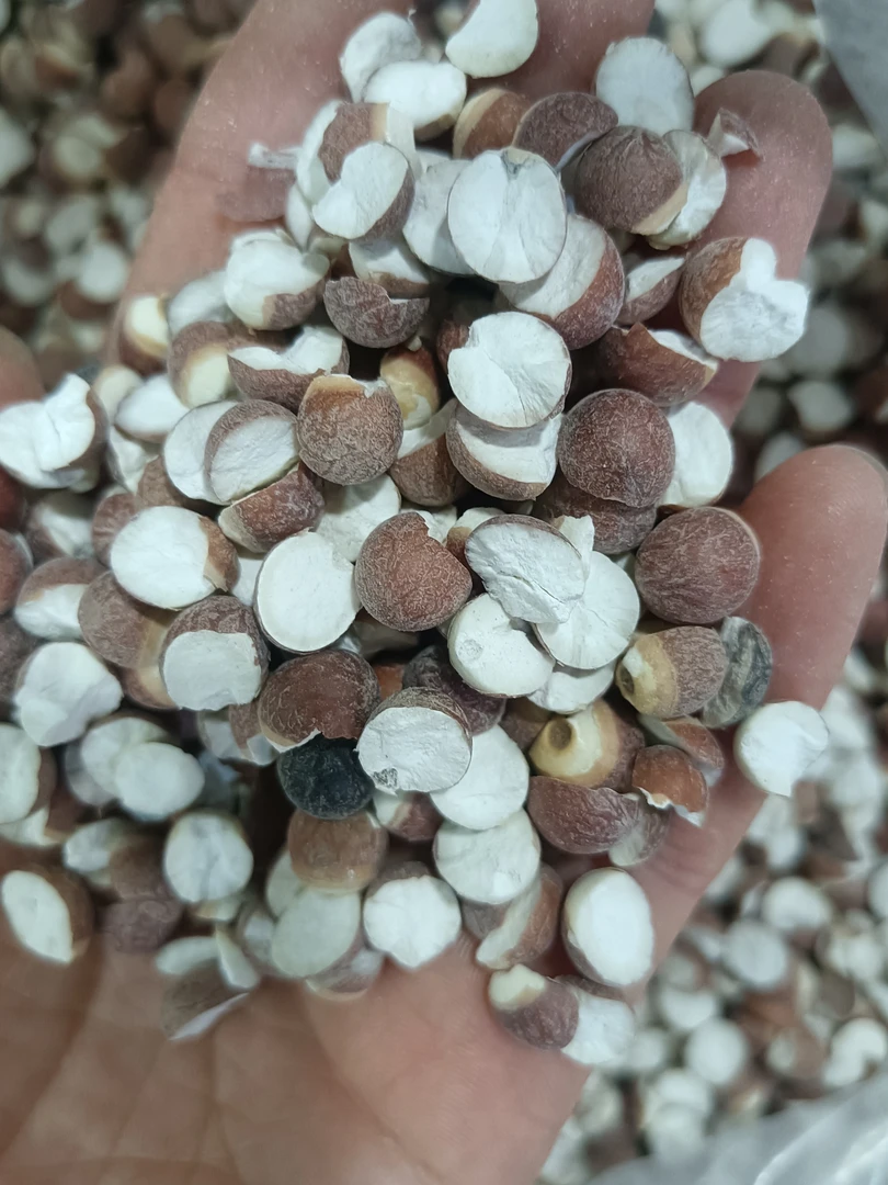 肇庆特产，新鲜生晒茨实干货