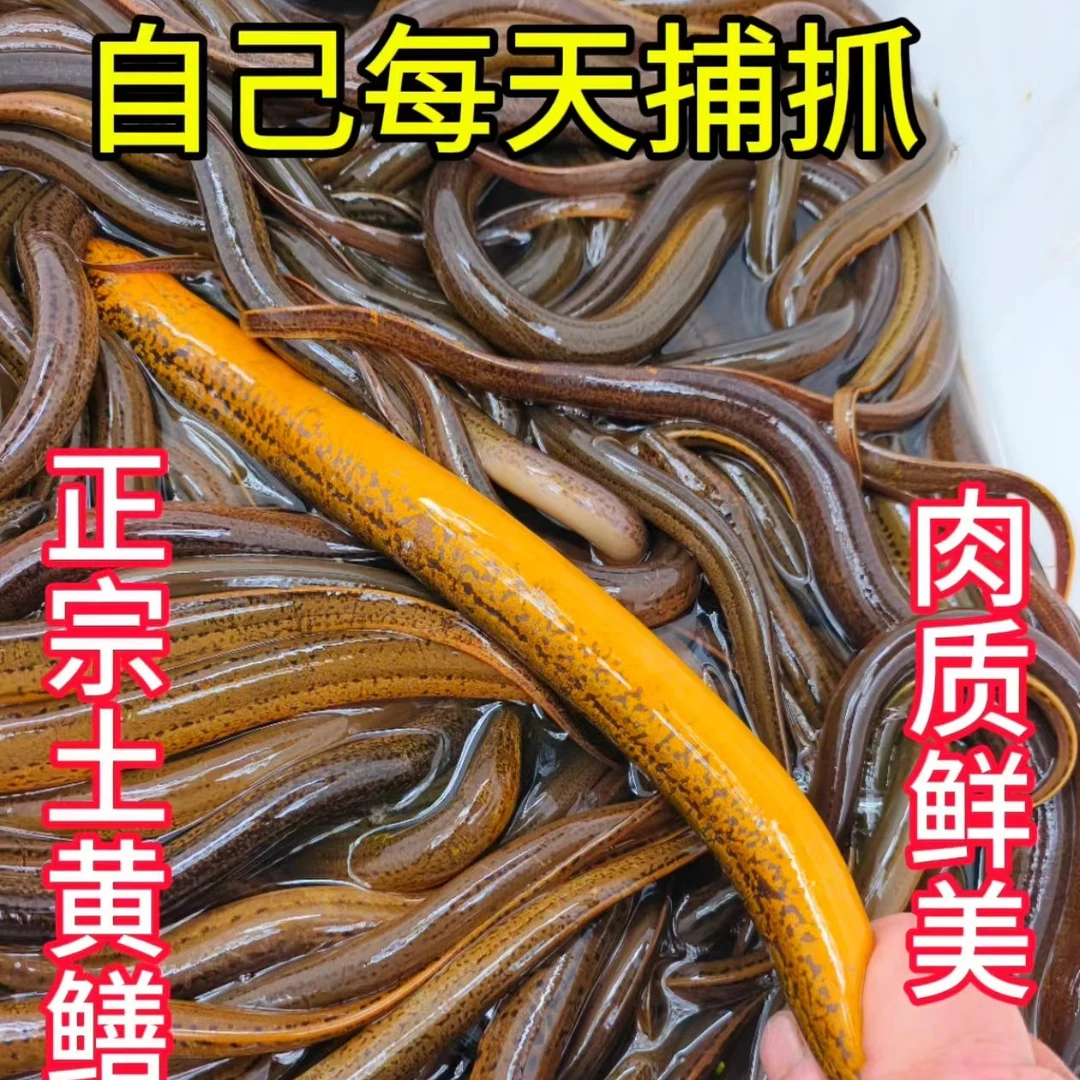 黄鳝土鳝鱼斤货口感鲜美顺丰冷链包邮水产5斤