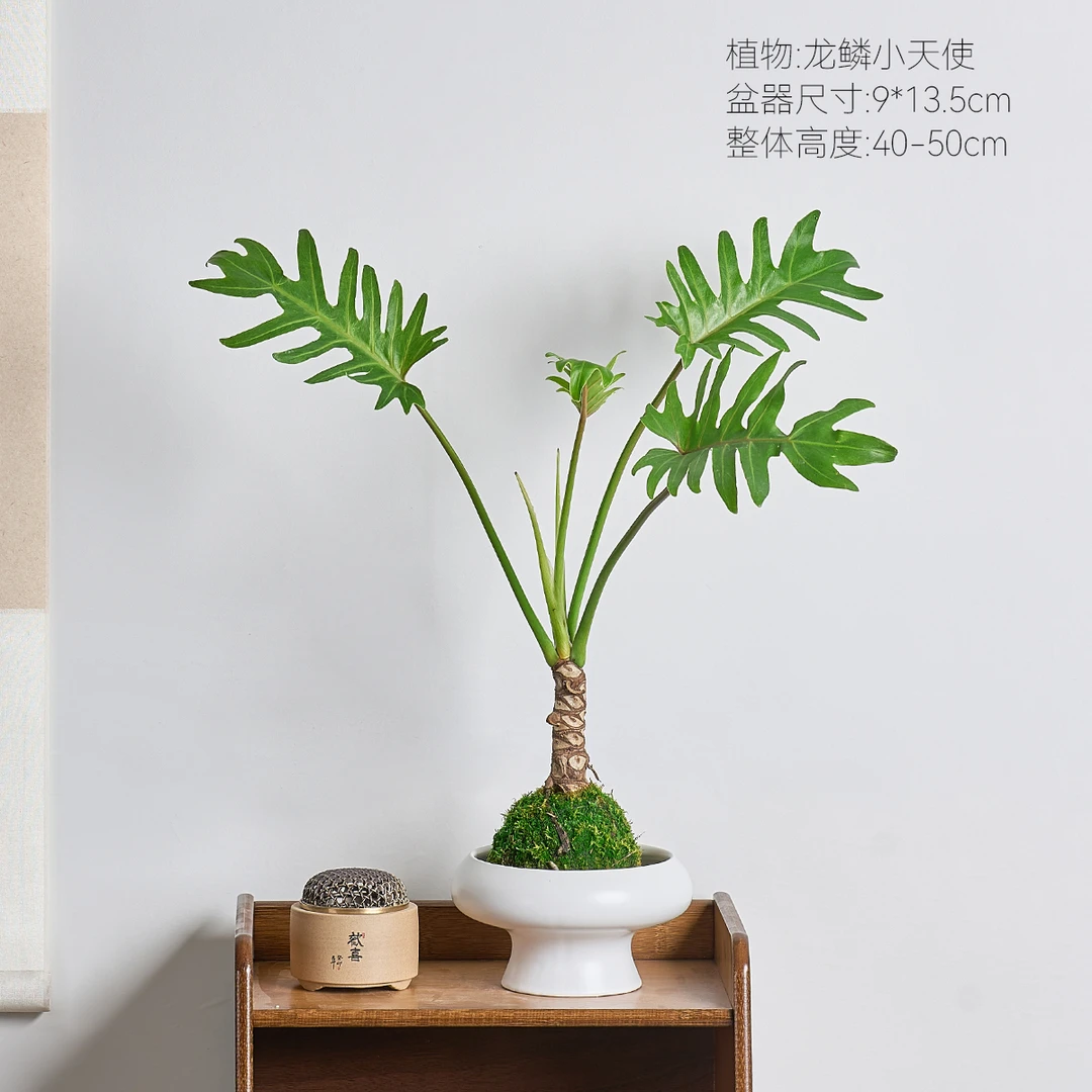 【老桩龙鳞小天使】北欧风网红观叶绿植室内室内植物好养活的绿植