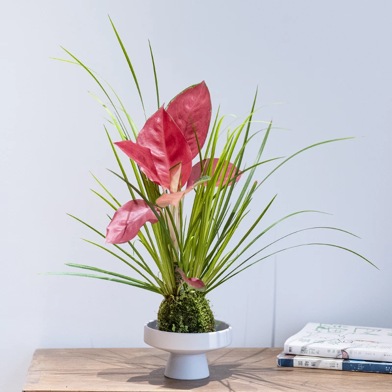 【知音】室内办公居家桌面喜阴绿植盆栽