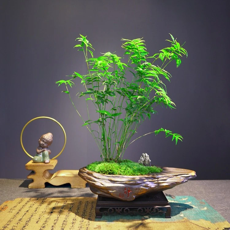 小叶米竹盆栽室内客厅办公室桌面四季常青好养绿植观叶植物盆景