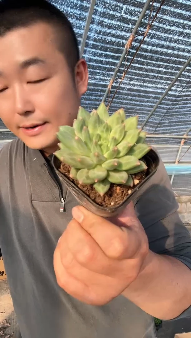 【闪购商品】甲骨文
