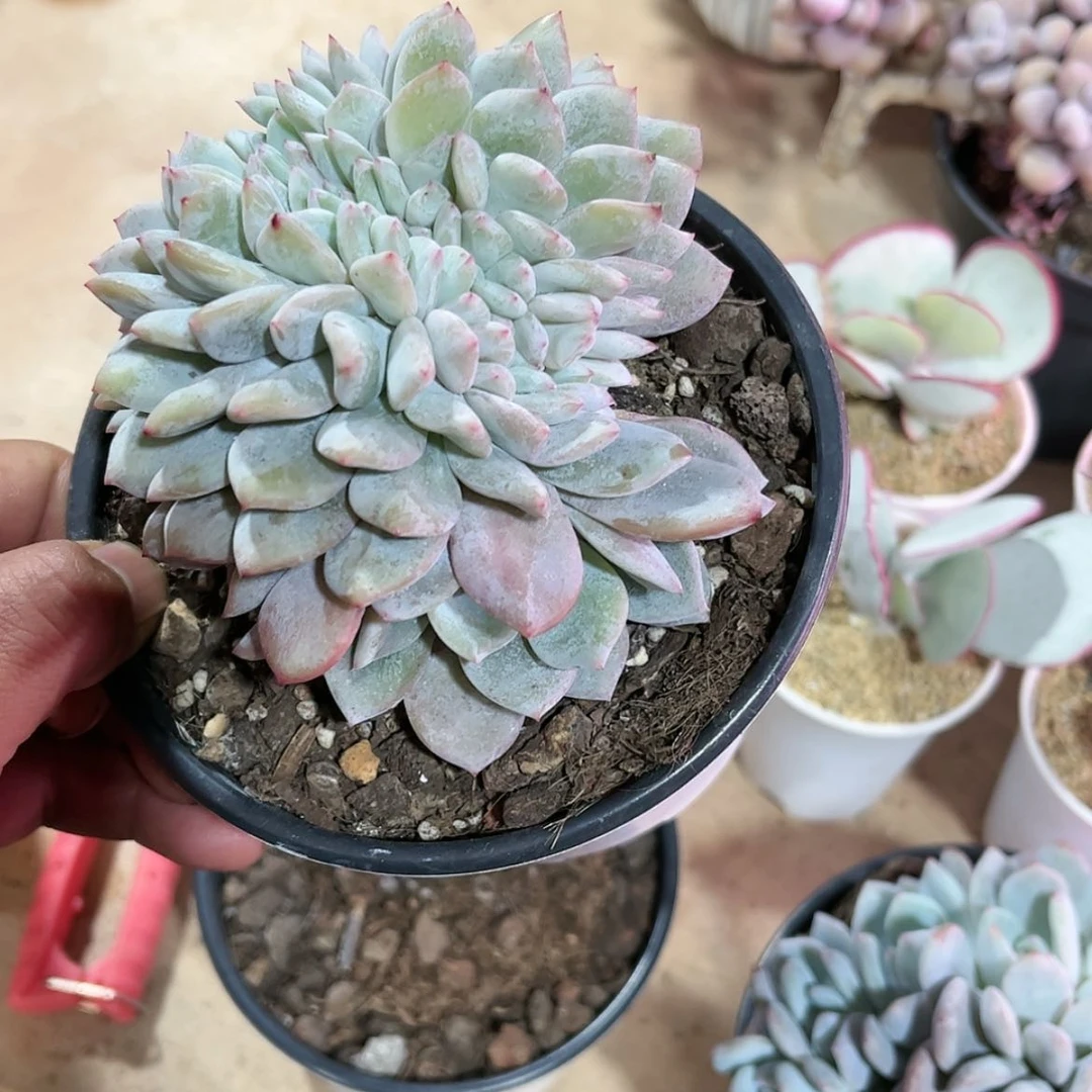 【闪购商品】是***~橙子缀化