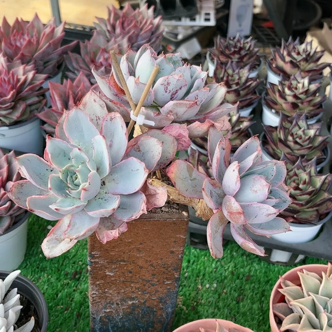 【闪购商品】是***～三头赫拉
