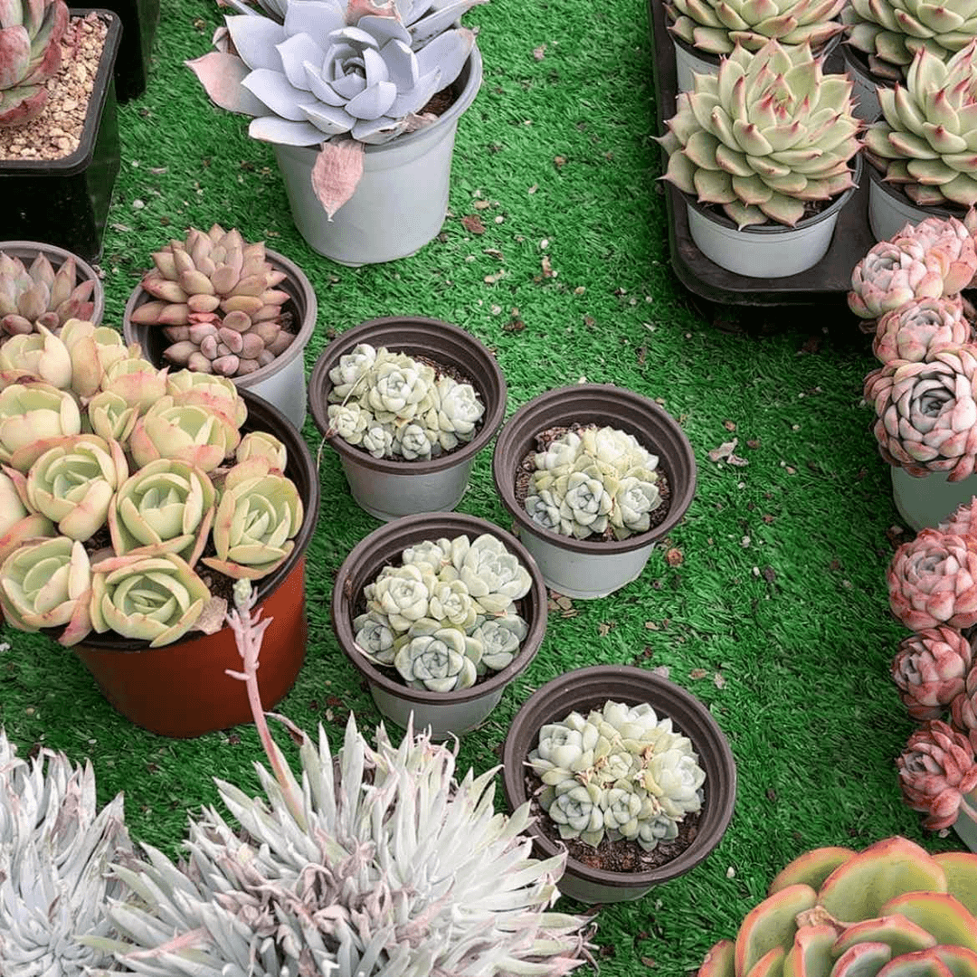【闪购商品】是***～20个冰玉群