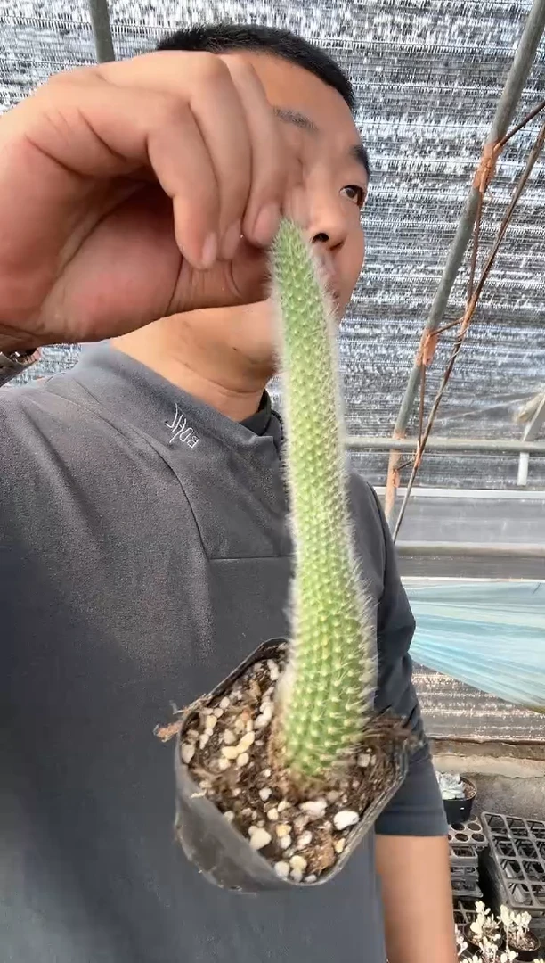 【闪购商品】九尾狐