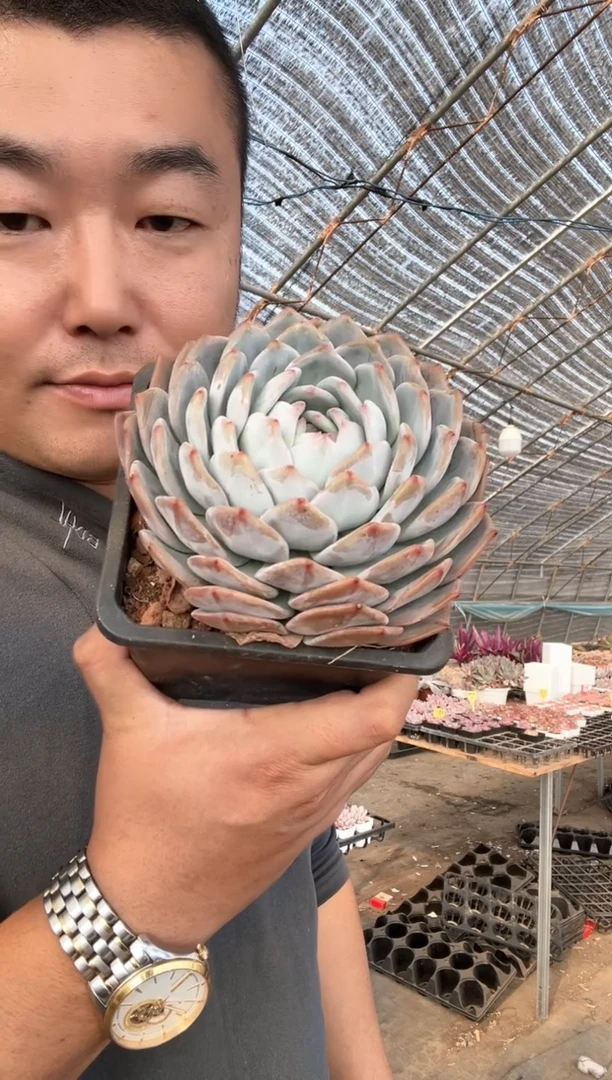 【闪购商品】单头橙梦露