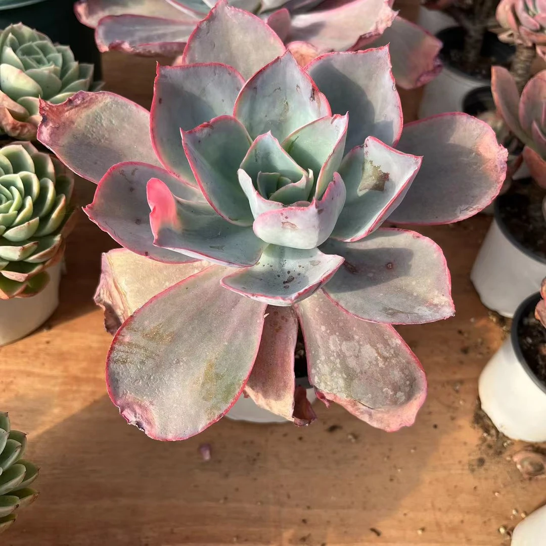 肯尼迪山东精品多肉多肉植物裸根