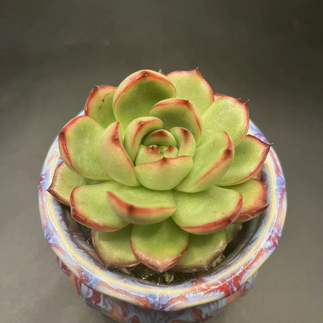 万宝龙山东精品多肉多肉植物裸根