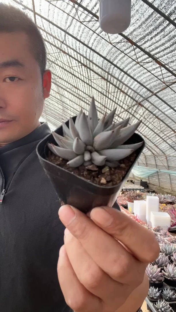 【闪购商品】精品魔爪