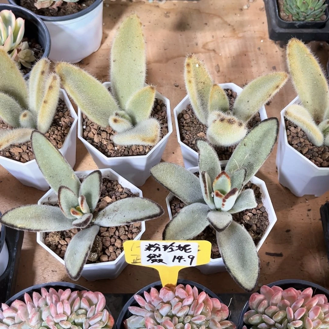 白*君2个泰迪熊4个抱抱熊多肉