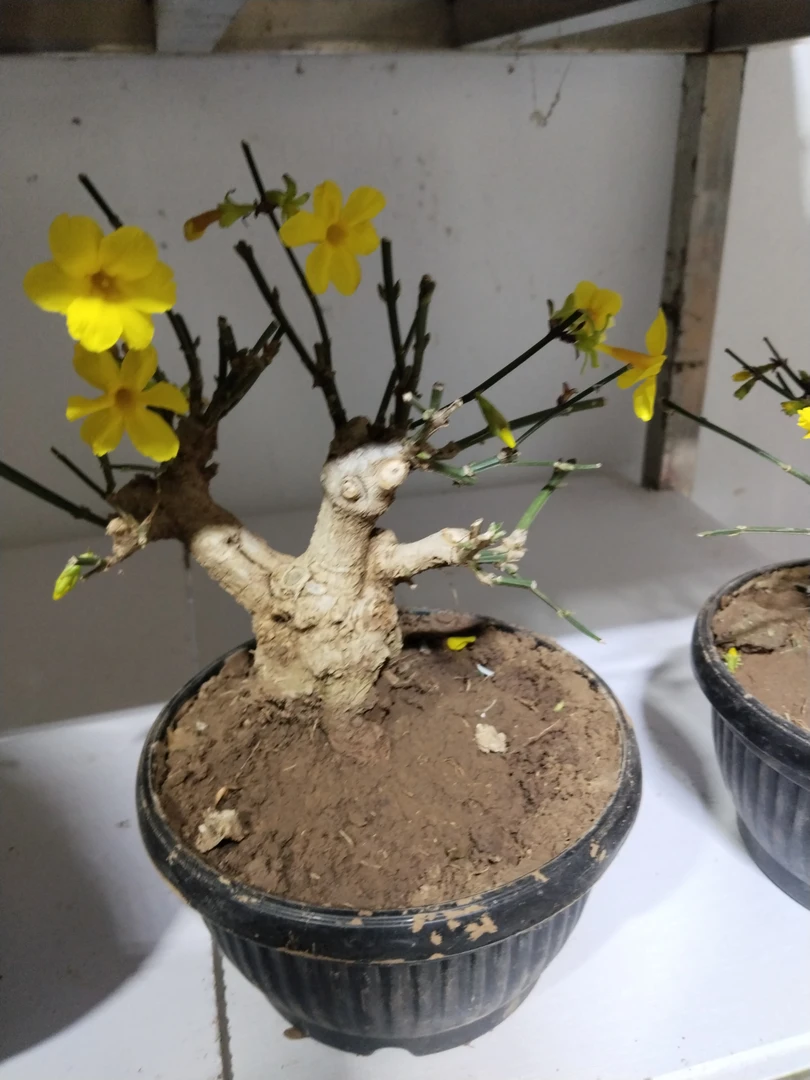 北方迎春盆景造型