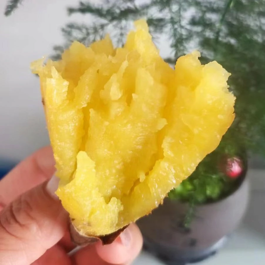 2025新下来的卢龙红瑶红薯，蜜薯，产地直发，红瑶蜜薯五斤装红薯