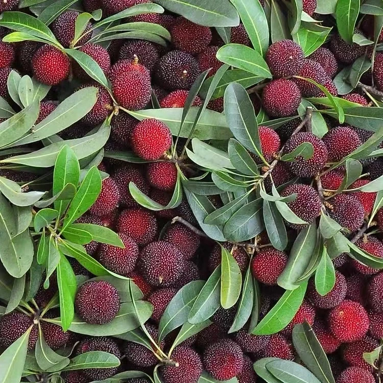 【达吾水果】正宗仙居东魁杨梅3斤起