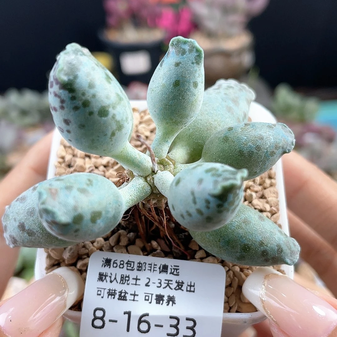海豹，脱土不包掉叶。