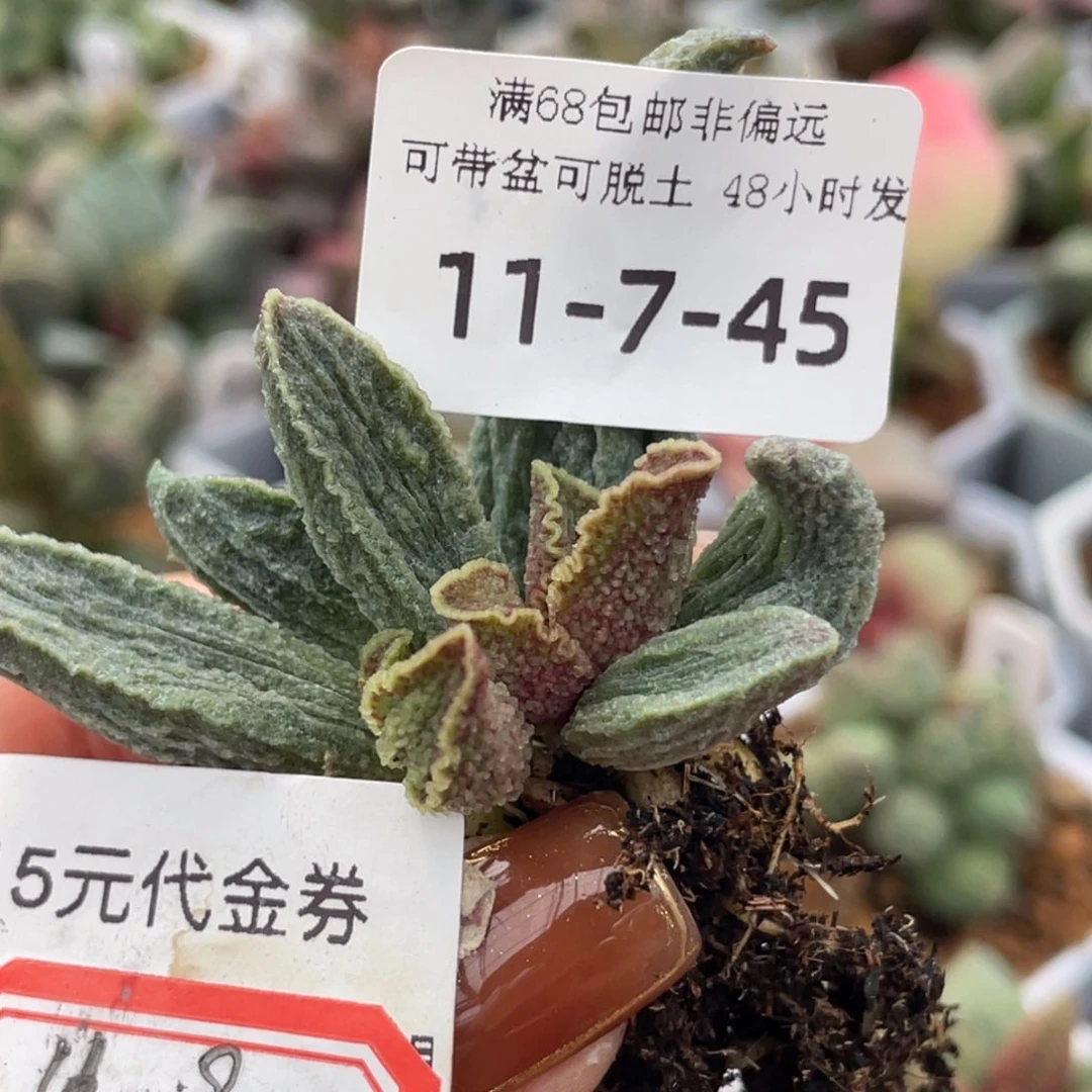 ?****?酒红猪肝18-15。