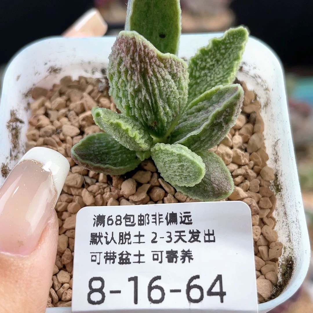绿皮。