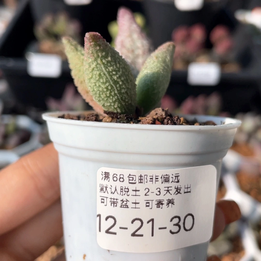 【闪购商品】七**?         纯红哈默