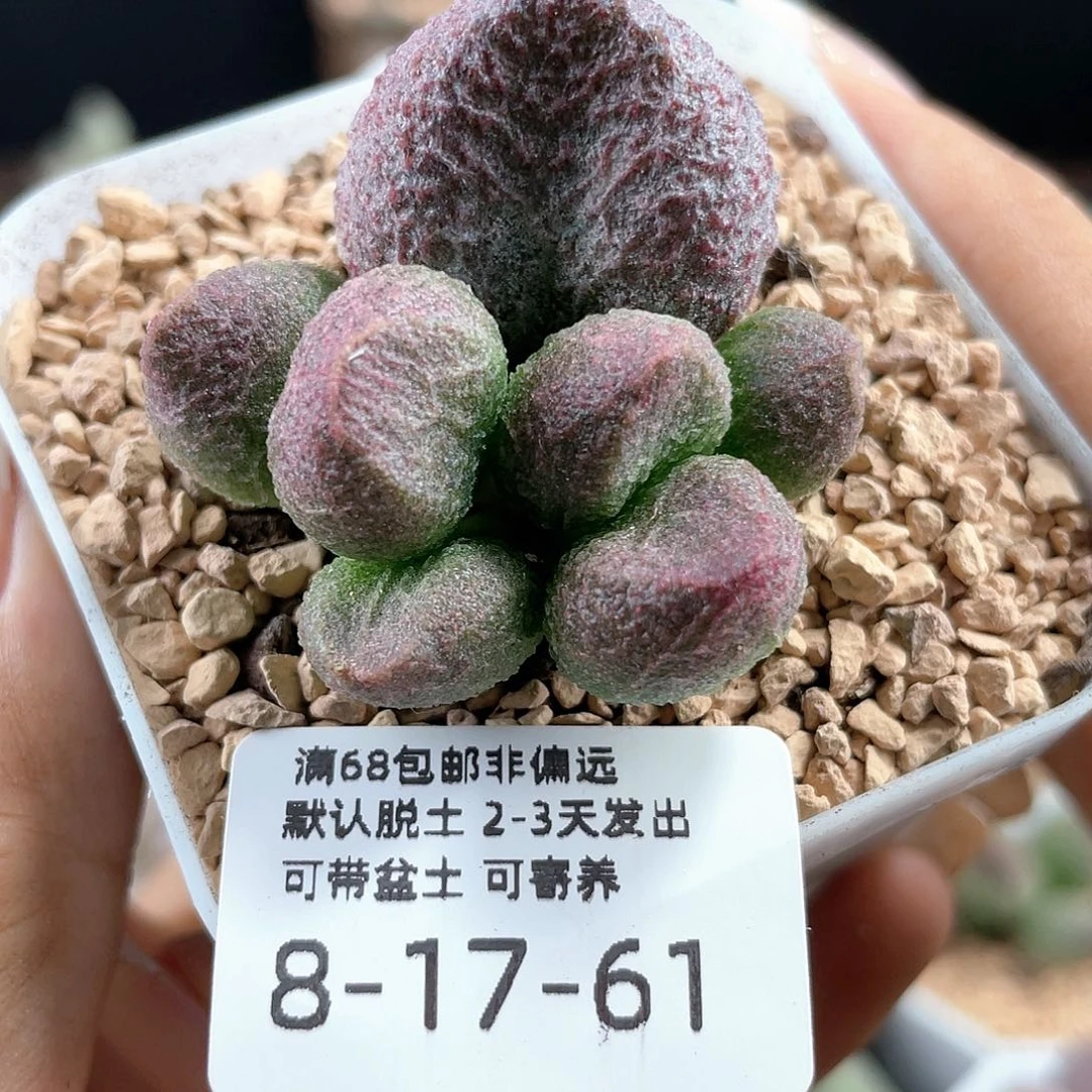 水蜜桃。