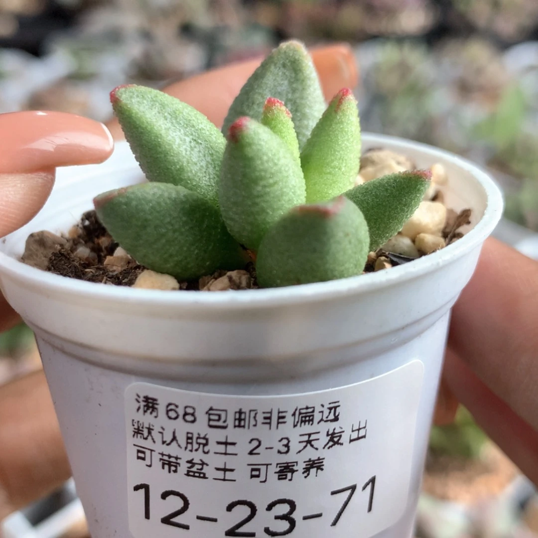 【闪购商品】     赠品