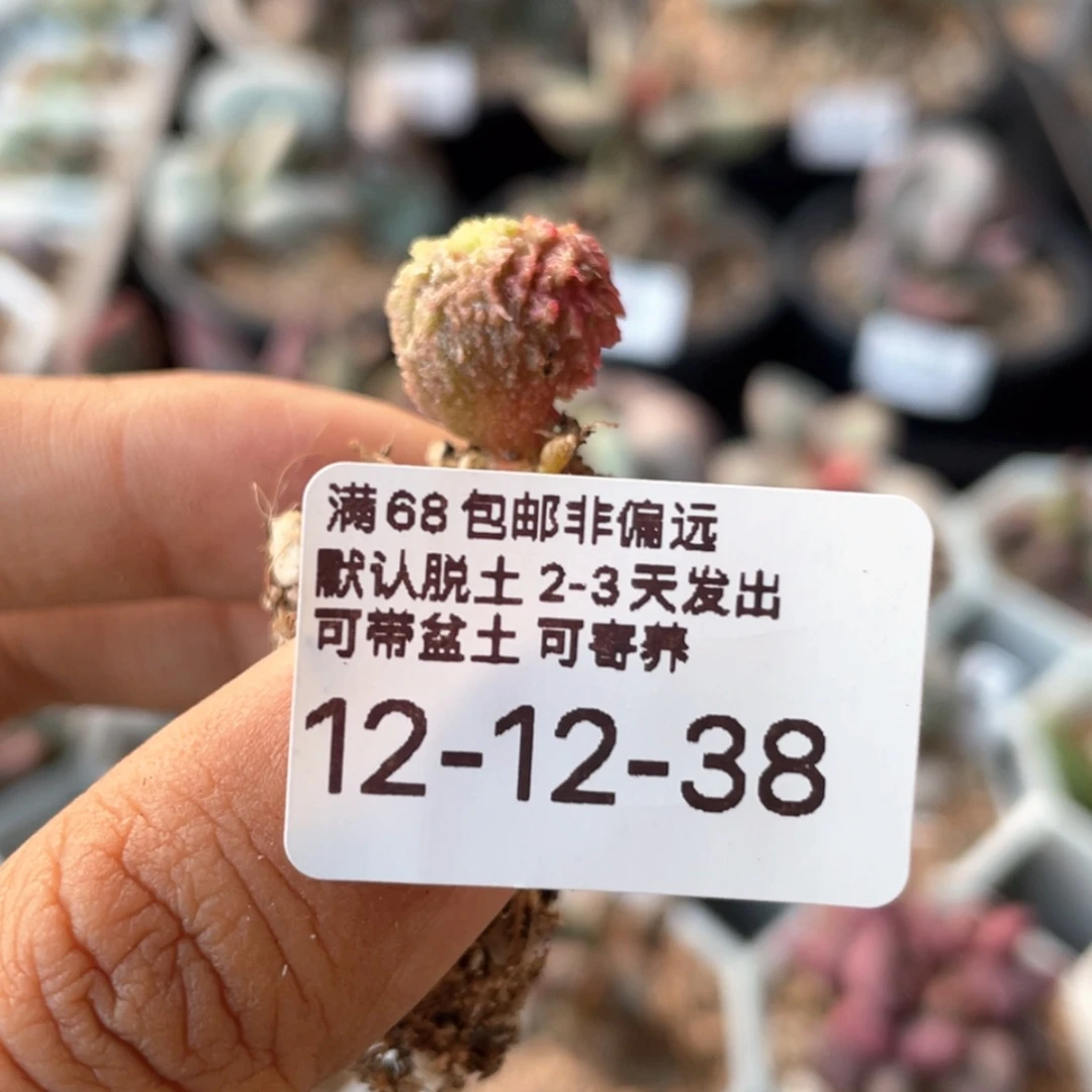 【闪购商品】L****