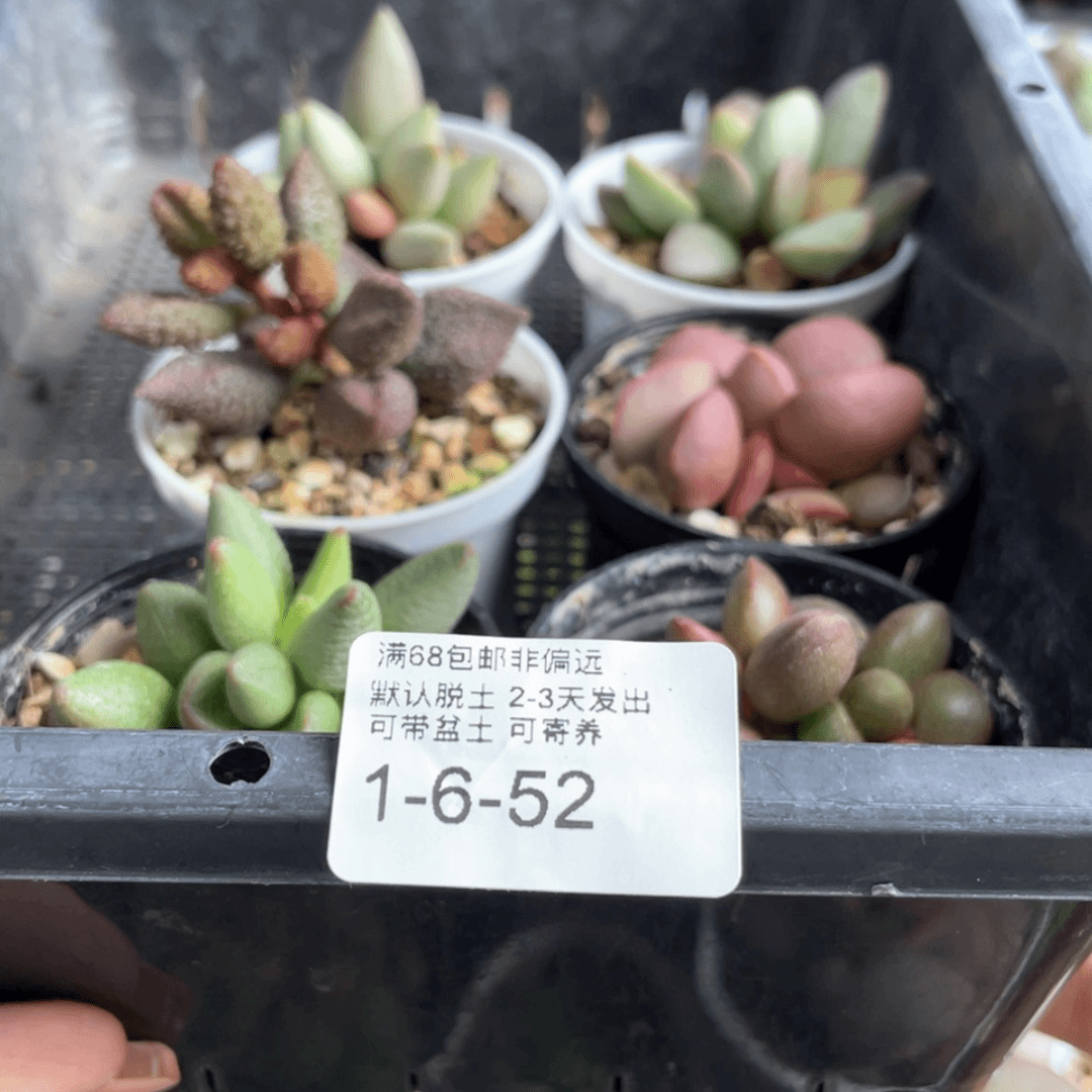 【闪购商品】牙*