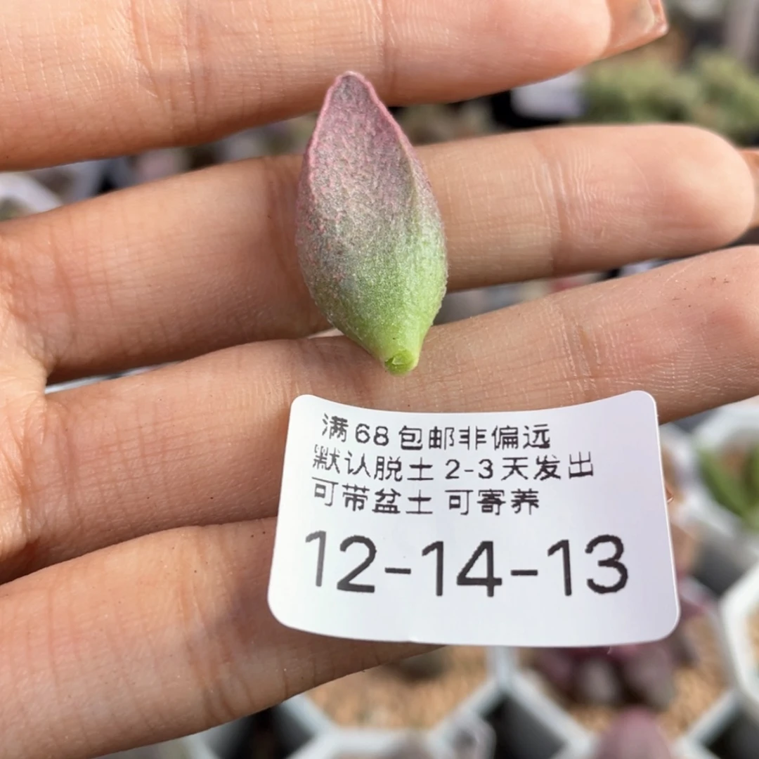 【闪购商品】赛**。 粉红猪