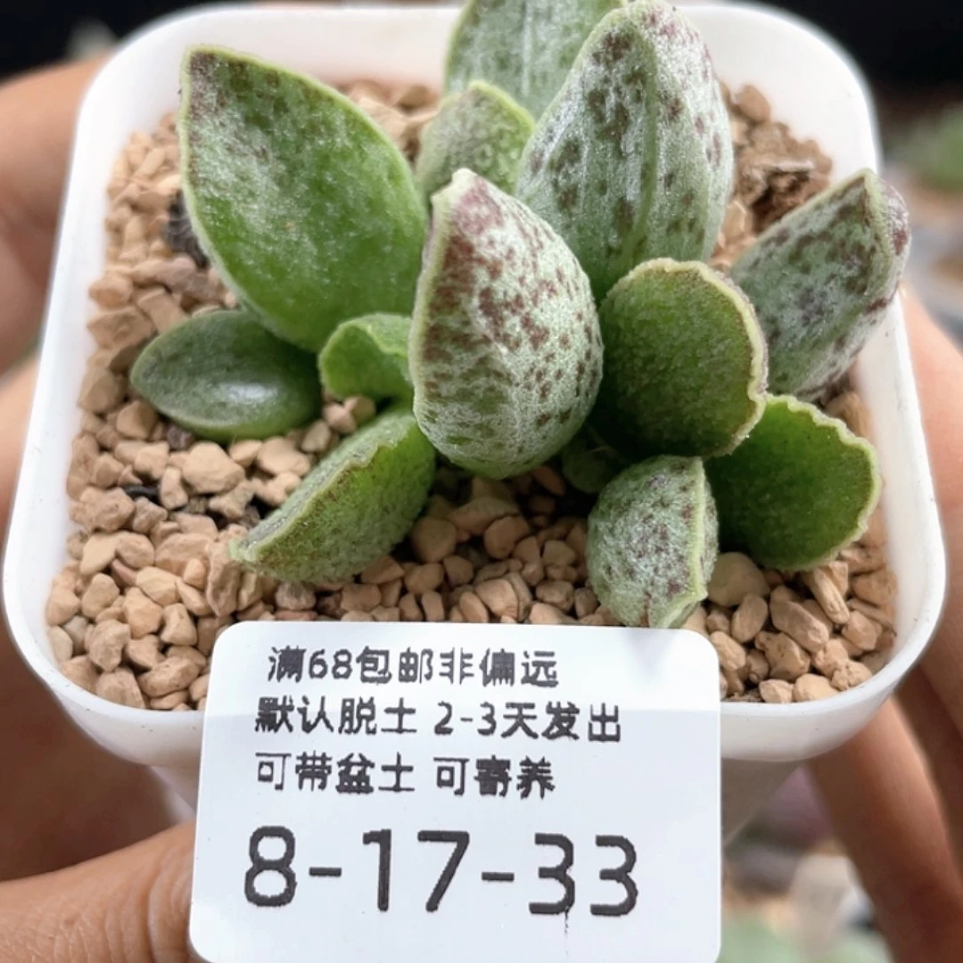 草莓。