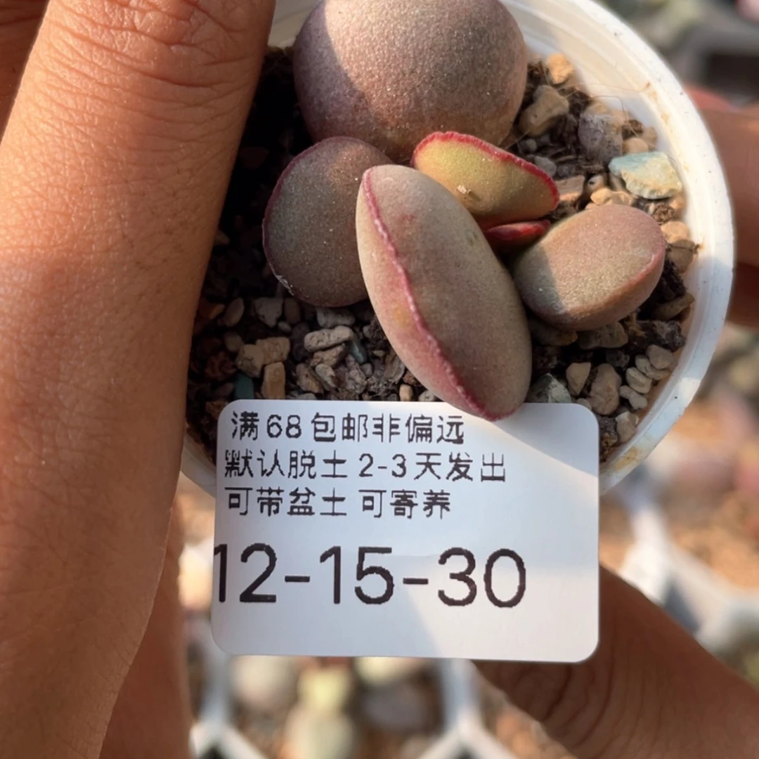 【闪购商品】