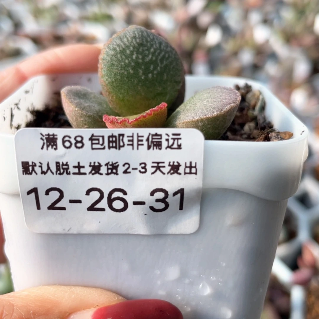 【闪购商品】未***?妖姬。
