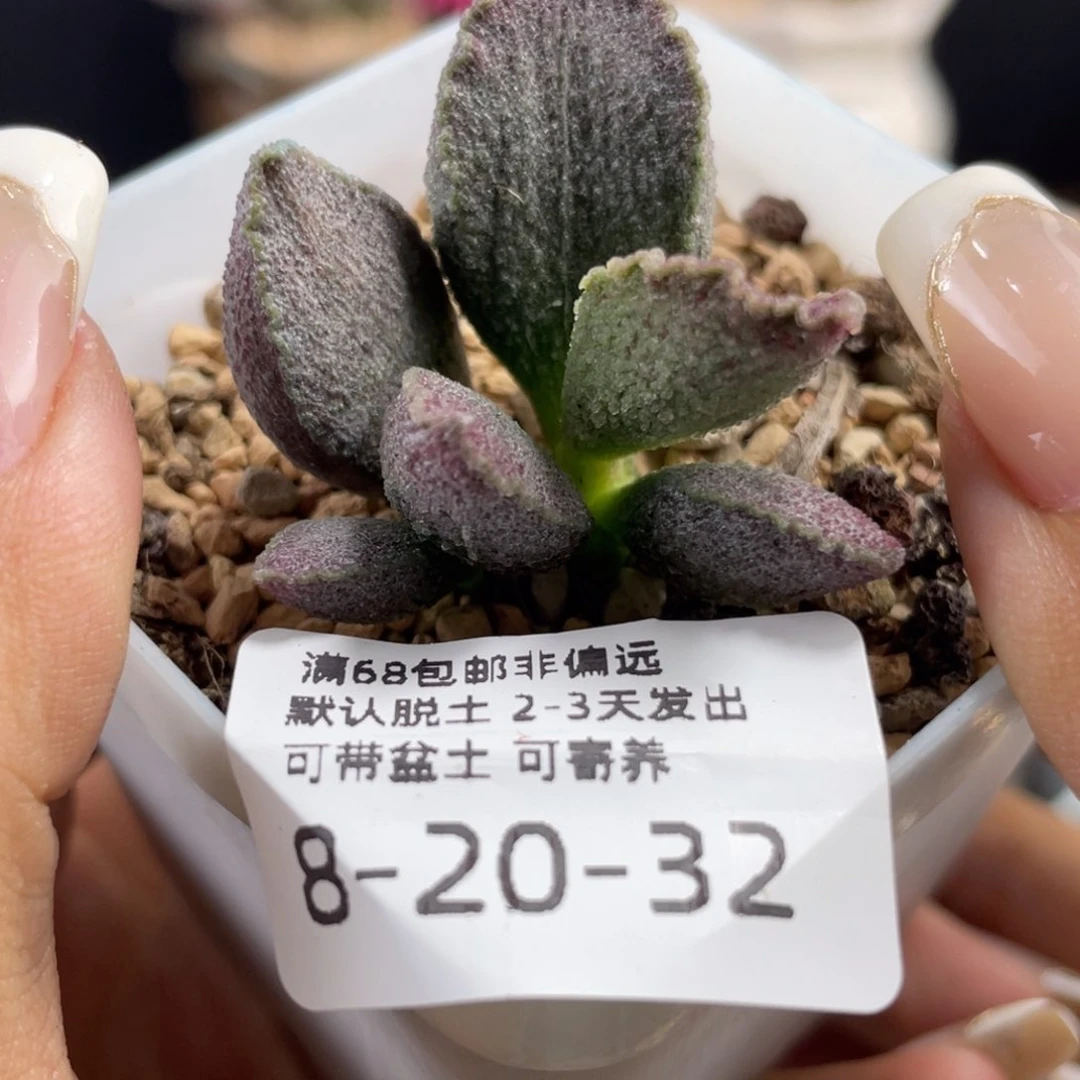 昭君。