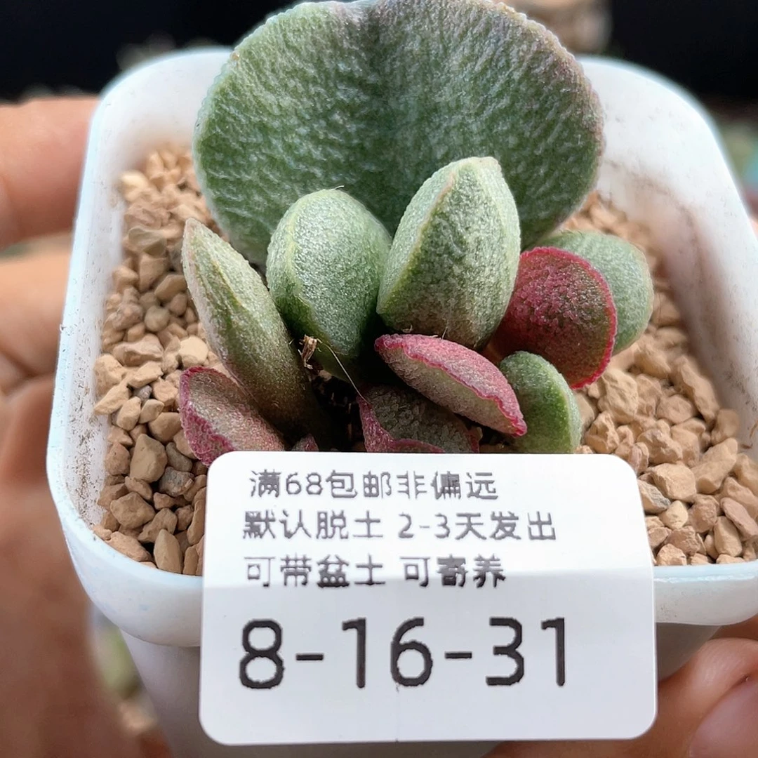 小* 冰雪蛋。