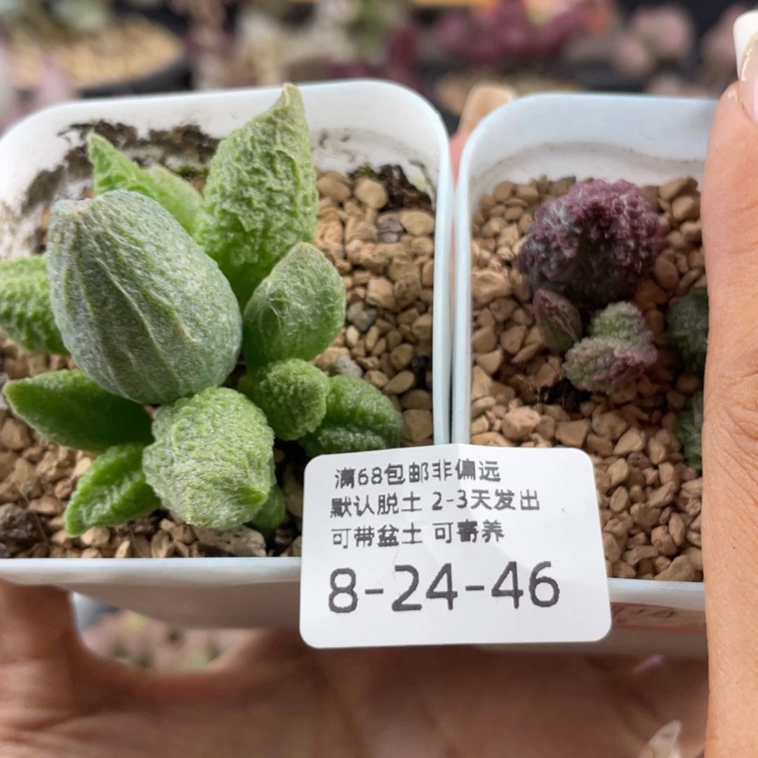 小*          绿玛瑙，射手，送实生苗