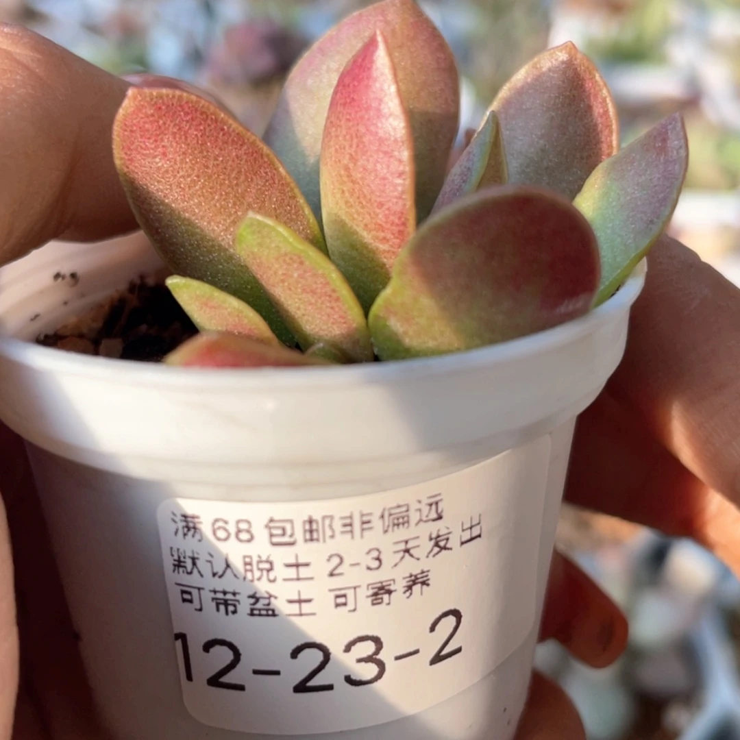 【闪购商品】