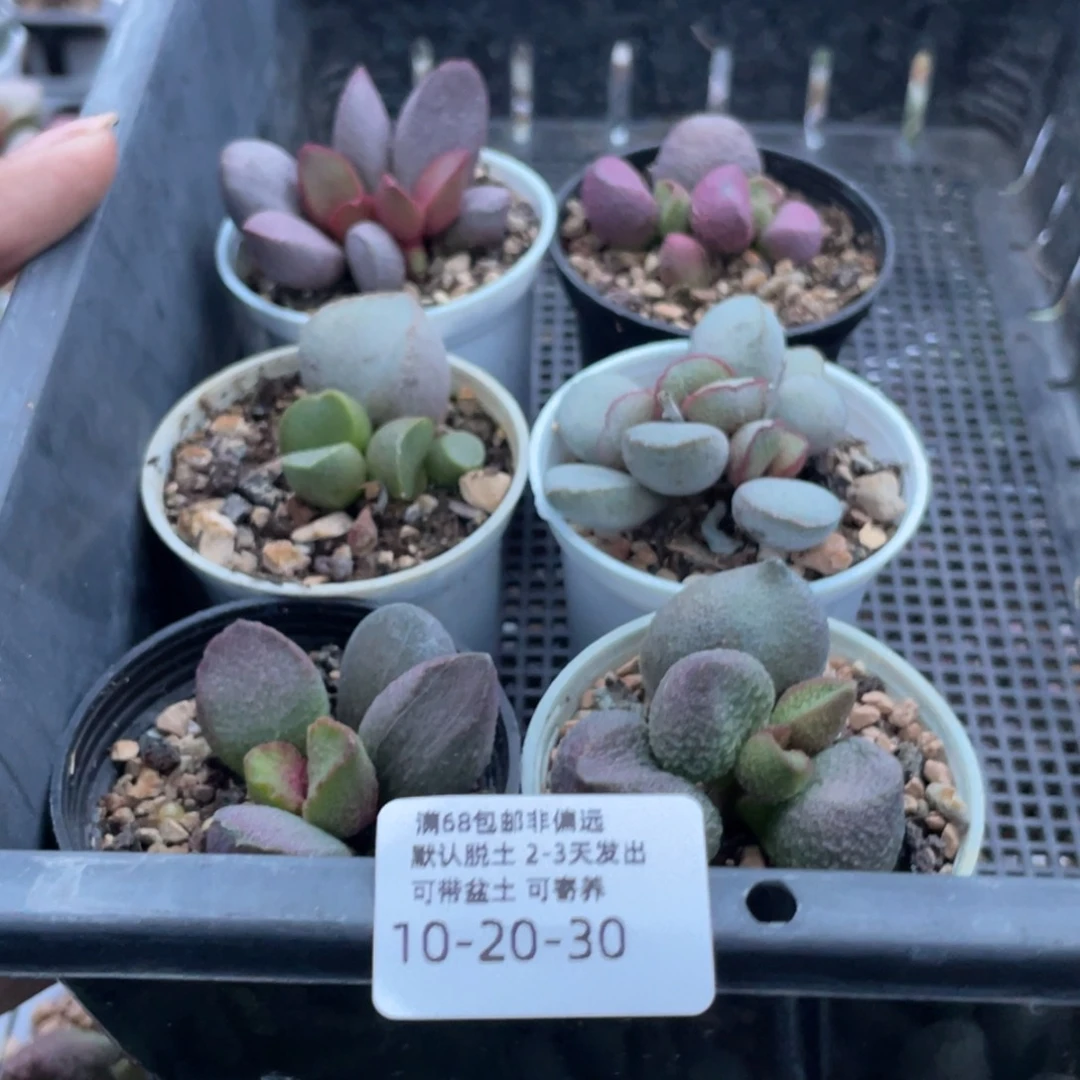 荳*    套餐。30。